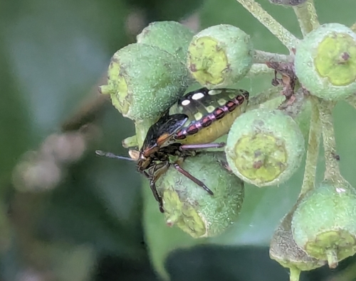 Southern Green Stink Bug