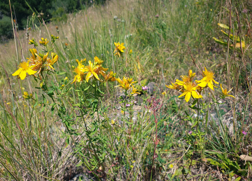 Eucalyptus deglupta whole tree showing massive trunk and crown