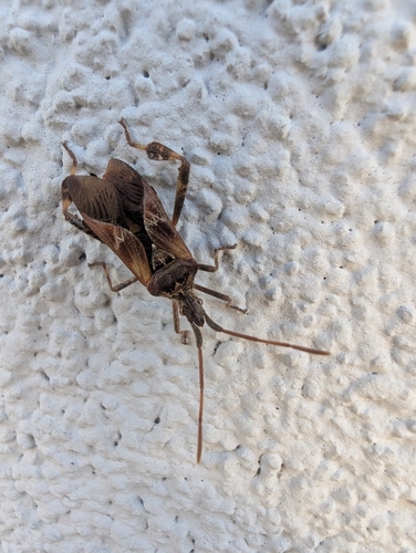 Western Conifer Seed Bug