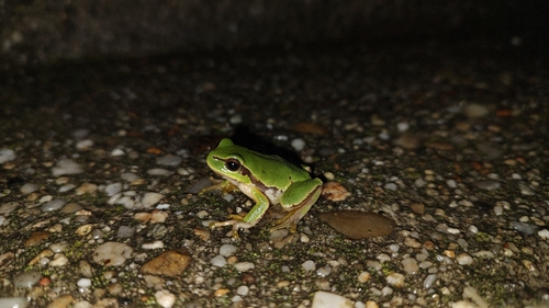 Eastern Tree Frog