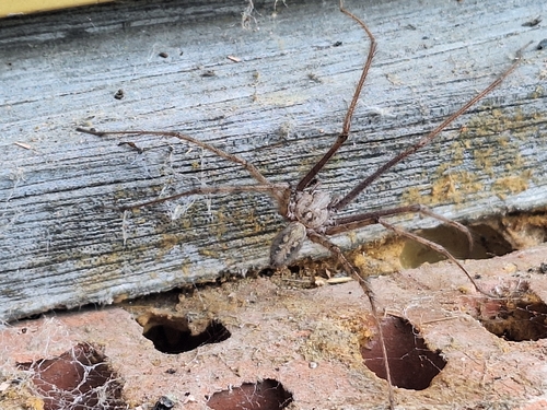 Cardinal Spider