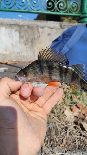 European Perch