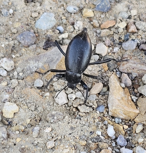 Eleodes spinipes macrura