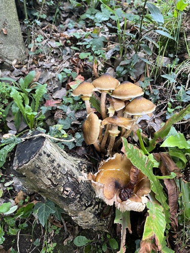 Honey Mushroom