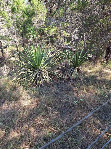 Spanish dagger