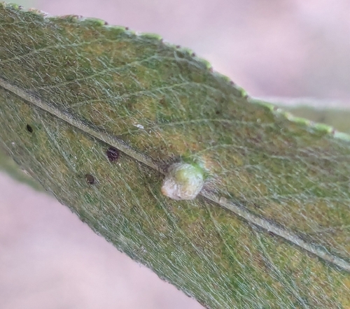 Willow Bead Gall Mite