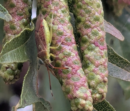 Hazel bug