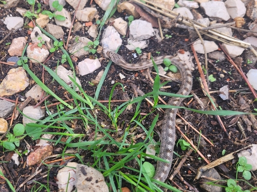 Southern Smooth Snake