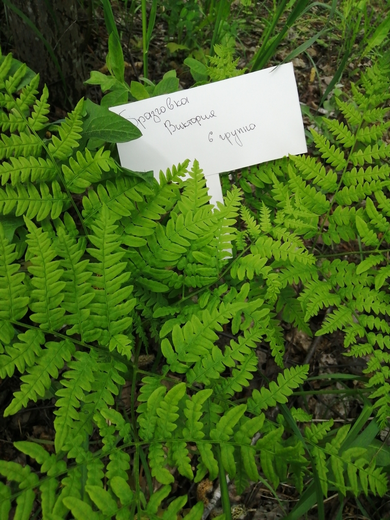 pinewood bracken from Запад, Минск, Беларусь on May 27, 2020 at 02:09 ...