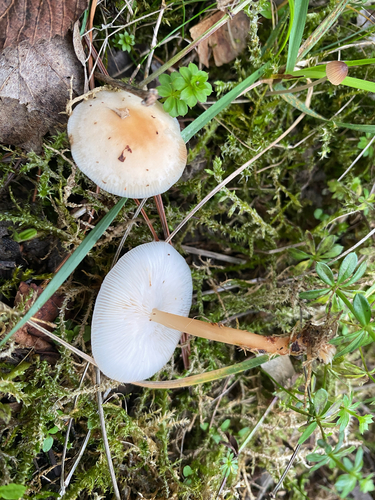 Oak-loving Gymnopus