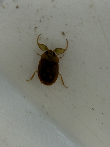 Ambrysus circumcinctus