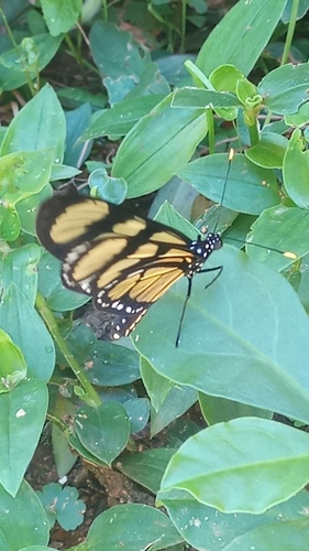 themisto amberwing