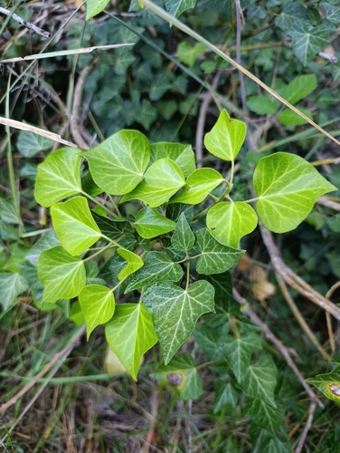 common ivy