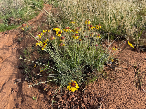 red dome blanketflower