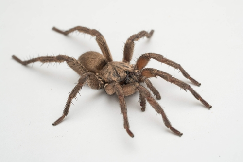 Ozicrypta sinclairi