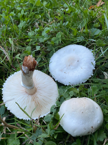 White Dapperling