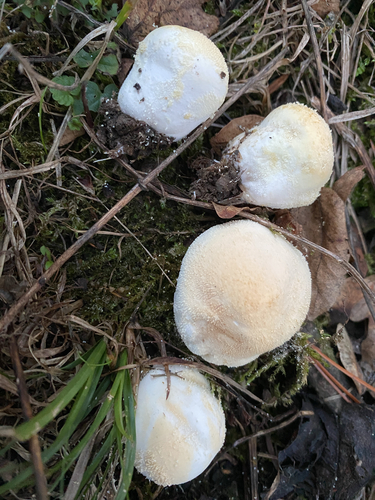 Meadow Puffball
