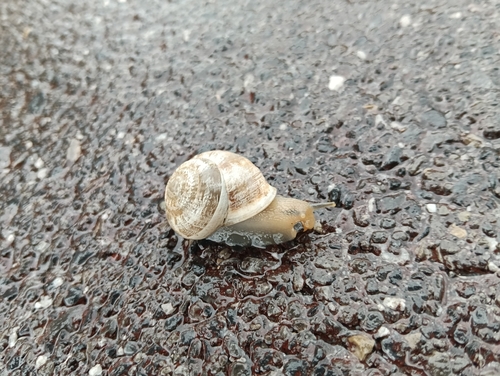 Chocolate-band Snail