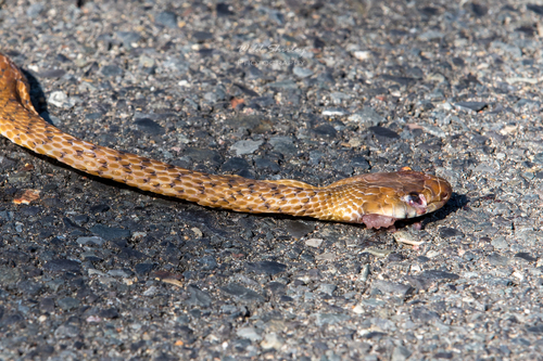 Brown Tree Snake sighting