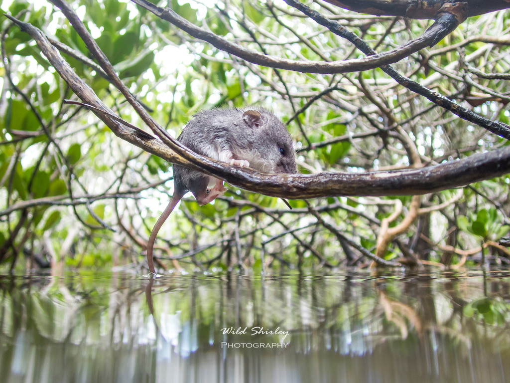 Water Mouse From Agnes Water QLD 4677 Australia On February 9 2020 At   Large 