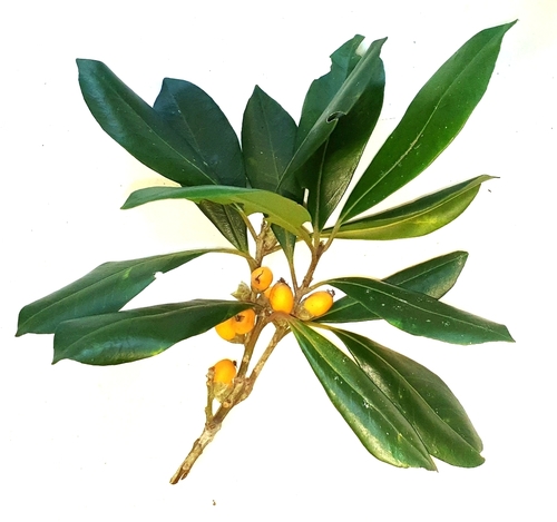 Balanopaceae