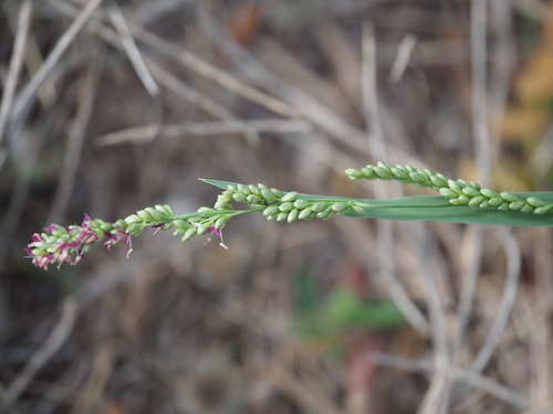 vine mesquite