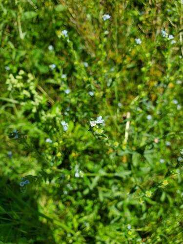 Flatspine Stickseed