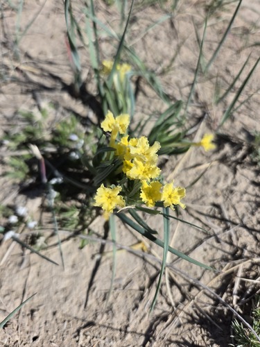 Narrowleaf Puccoon