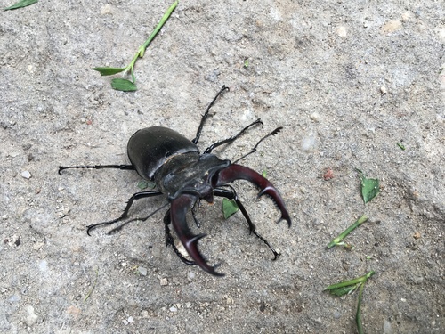 European Stag Beetle