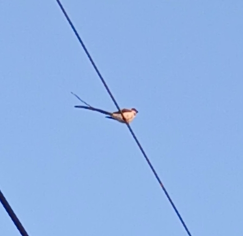 Fork-tailed Flycatcher