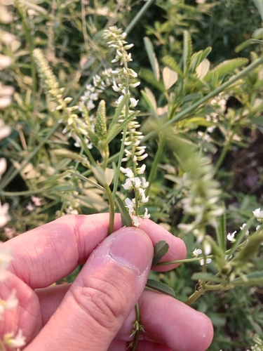 White Sweetclover