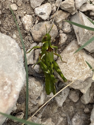 Creosote Bush Grasshopper