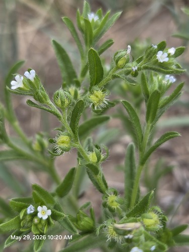 Flatspine Stickseed