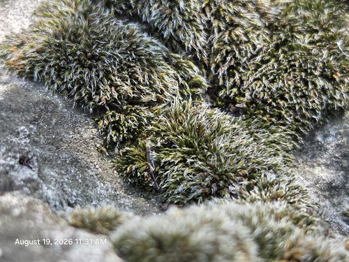 Jaffueliobryum wrightii