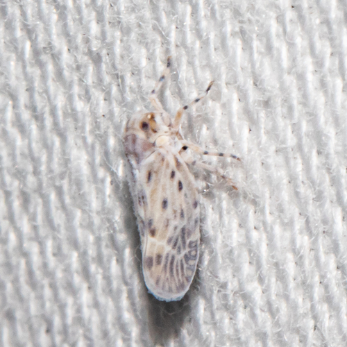 Cedusa maculata
