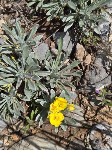 Fendler's bladderpod