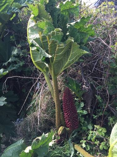 Chilean rhubarb