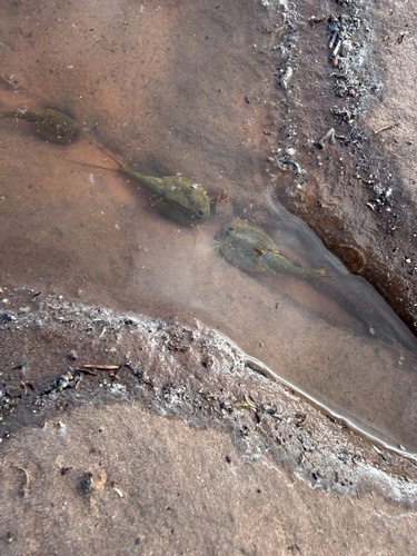 Longtail Tadpole Shrimp
