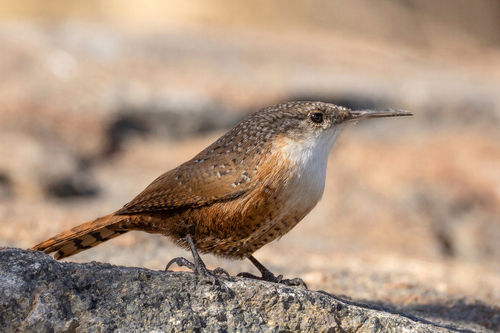Canyon Wren