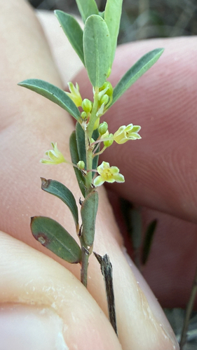 Smartweed Leafflower