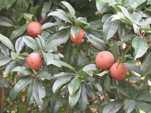 Sapodilla