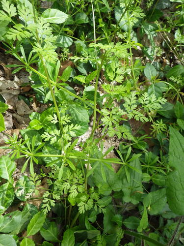 Chaerophyllum procumbens var. procumbens
