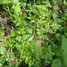Chaerophyllum procumbens procumbens - Photo (c) Pete Woods, todos los derechos reservados