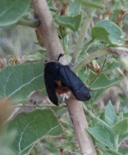 Orange-tailed speckled lanternfly