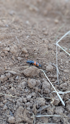 Margined Sexton Beetle