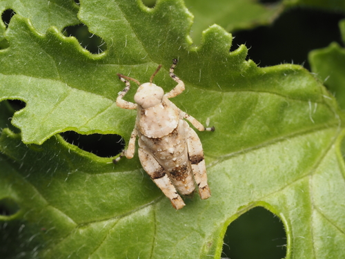 Cibolacris parviceps