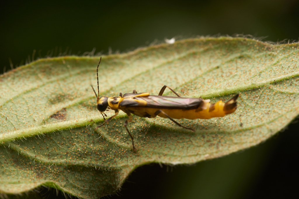 Ichthyurus klapperichi from 台灣台中市 on April 12, 2020 at 0320 PM by
