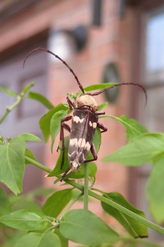 Megacyllene antennata