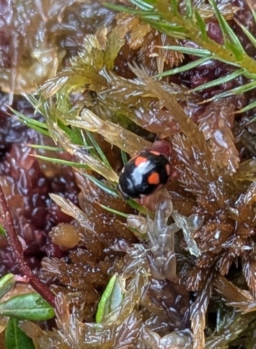 Red-spotted Sigil complex