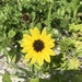 East Coast Dune Sunflower - Photo (c) Rachel Smith, all rights reserved, uploaded by Rachel Smith